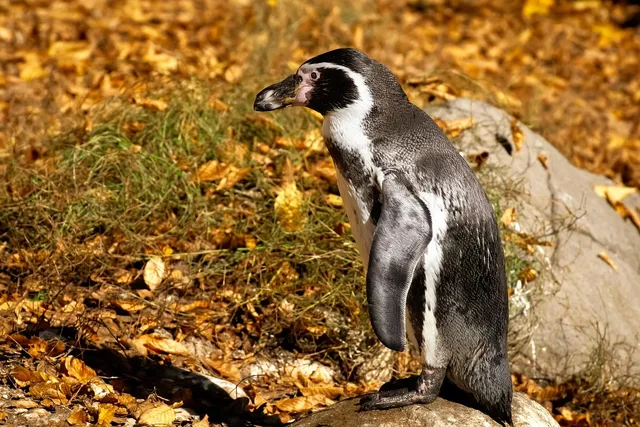nature penguins 1280x800 wallpaper Art HD Wallpaper